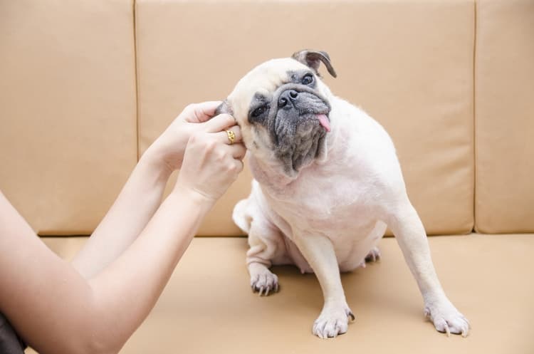 Pug dog having their owner use an ear cleaner for dogs to clean its ears while he sits on the couch.