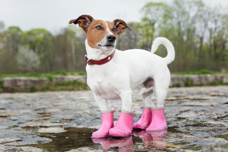Dog boots for running on pavement