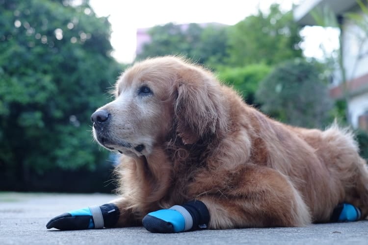 dog wearing dog boots for running laying down on concrete