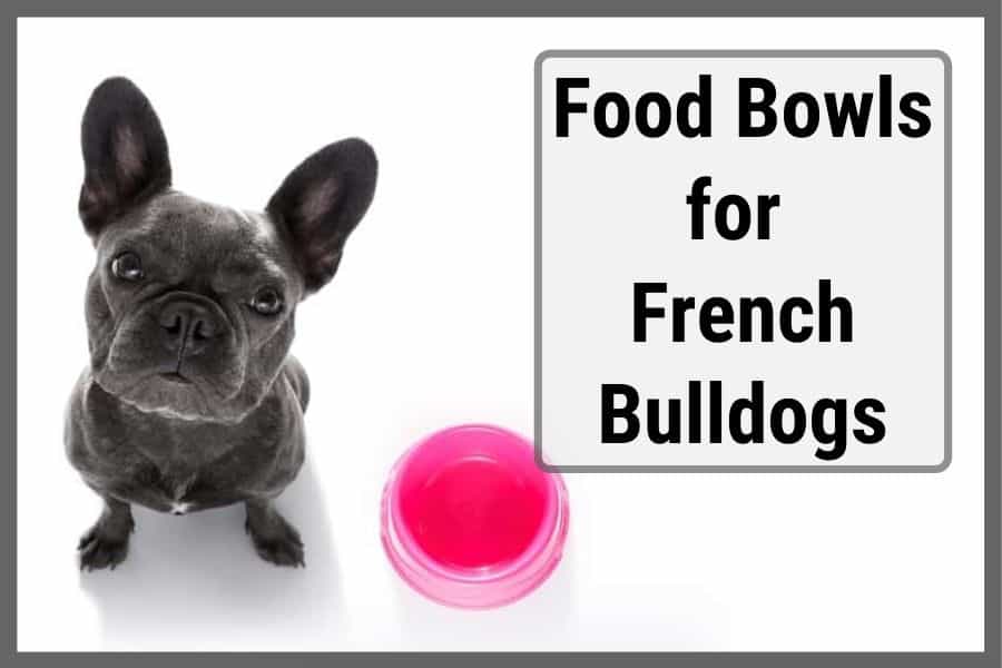 french bulldog with food bowl