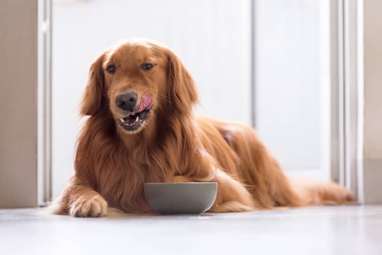 Golden retriever lying down eating