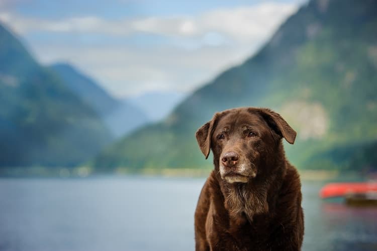 Old dog staring into distance with mountains and lake in background scenery