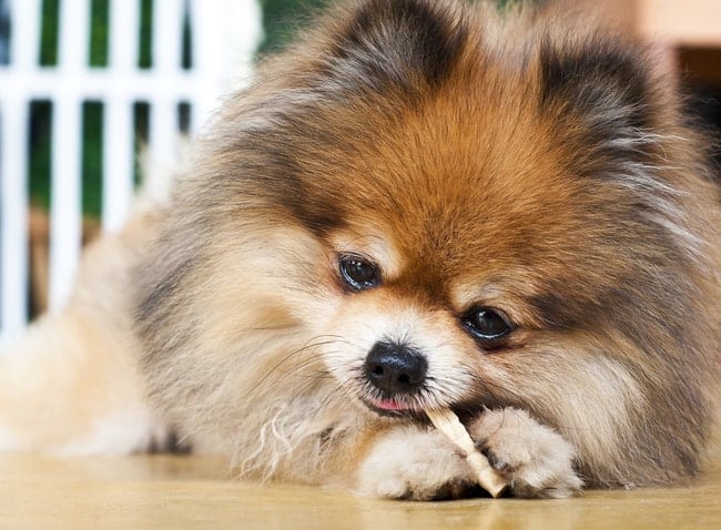What is the Best Dog Food for the Pomeranian? (The Best Of