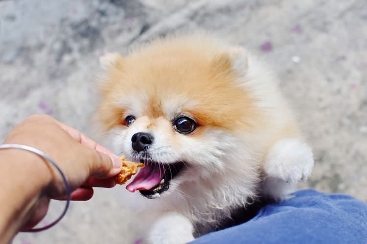 Pomeranian eating food up close