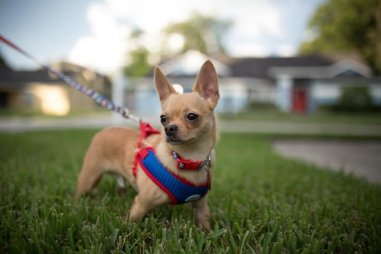 Toy breed dog chihuahua wearing a harness