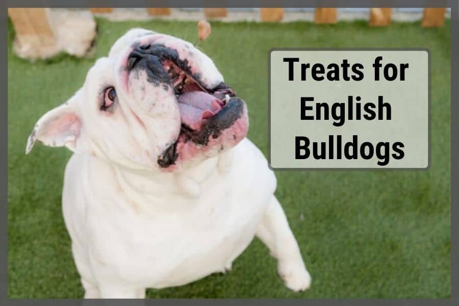 english bulldog going for treats