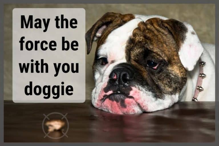 5 Best Treats for English Bulldogs