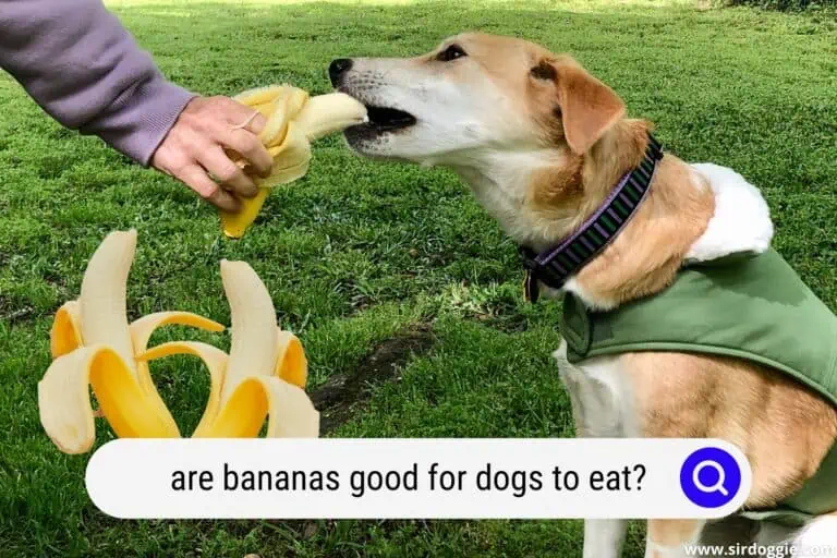 Are Bananas Good for Dogs to Eat? Be Cautious Of…
