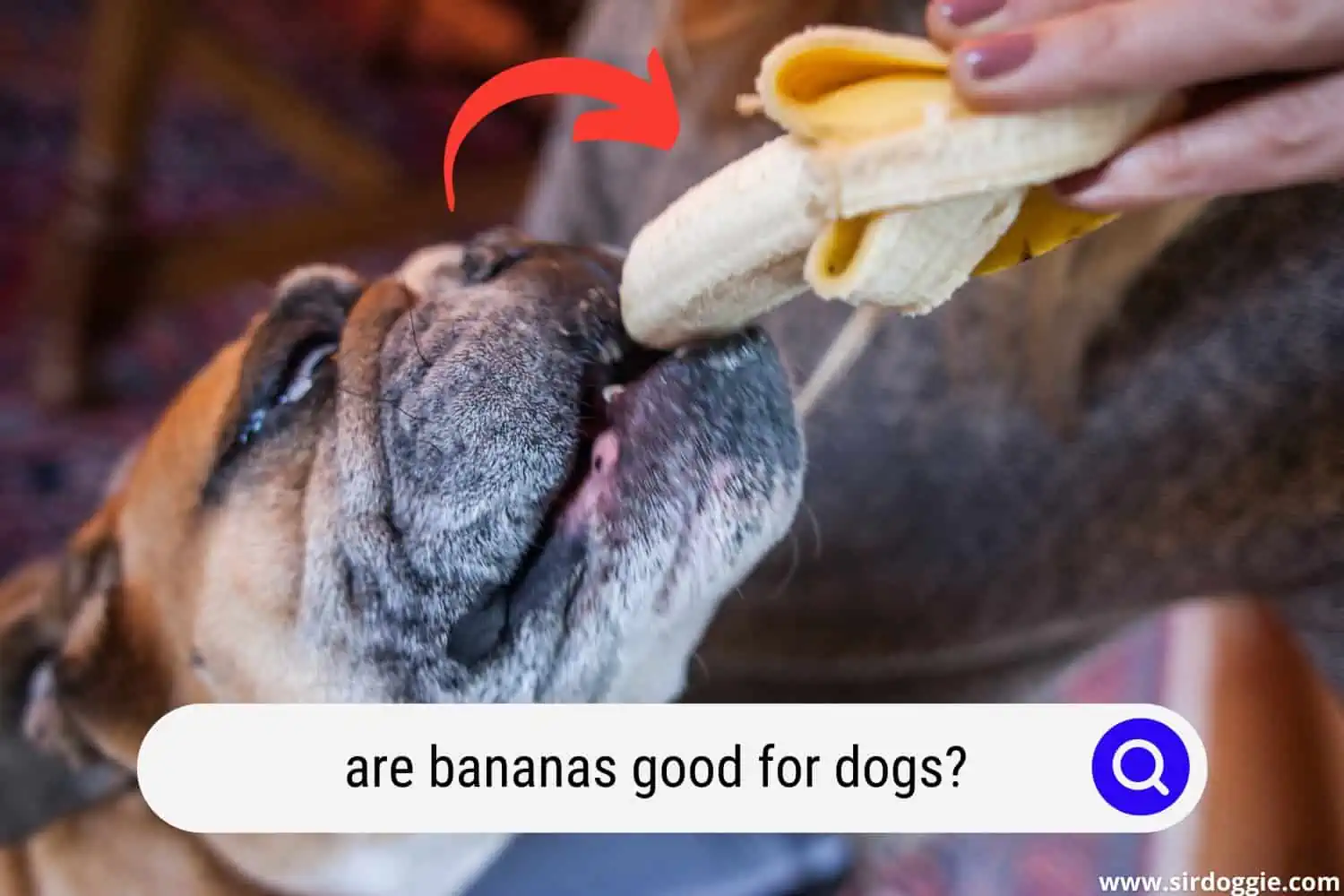 dog eating banana