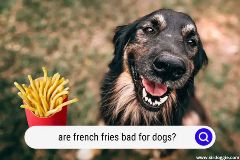 Are French Fries Bad for Dogs? (The Simple Answer)