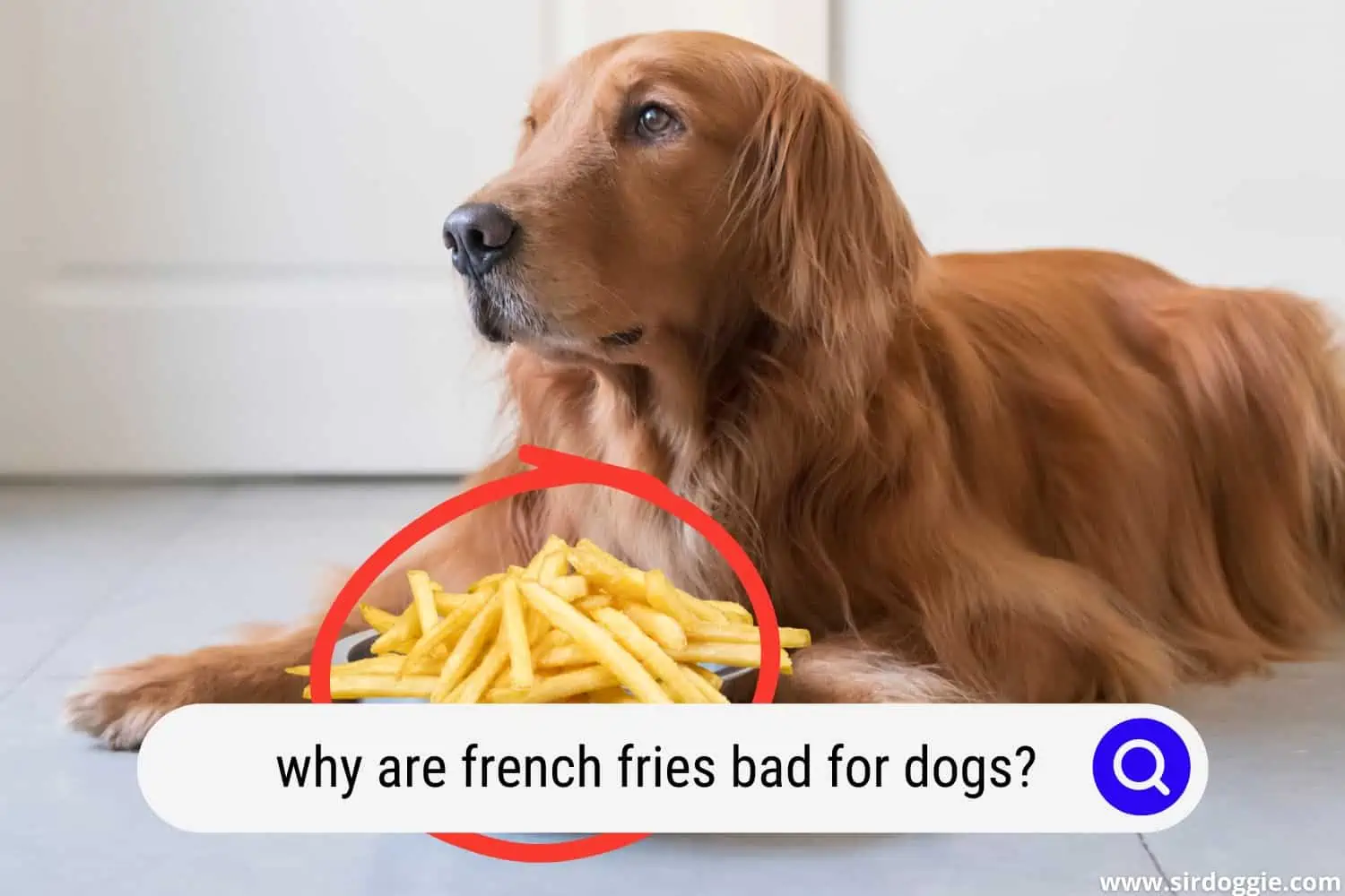 A dog showing no interest in eating fries