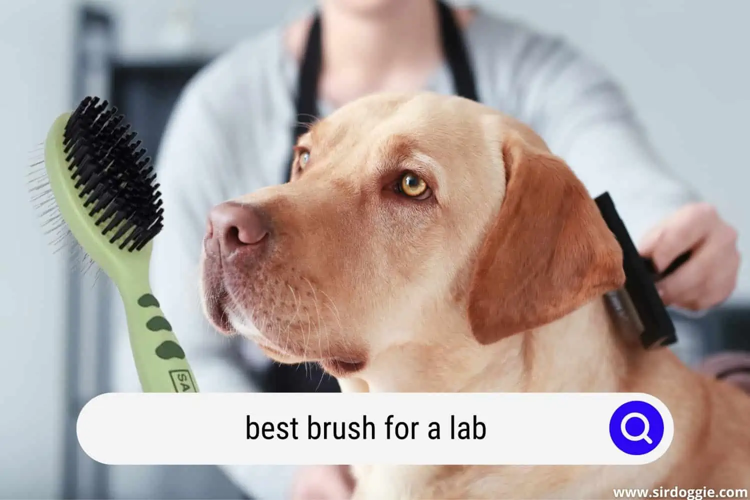 best brush for a lab