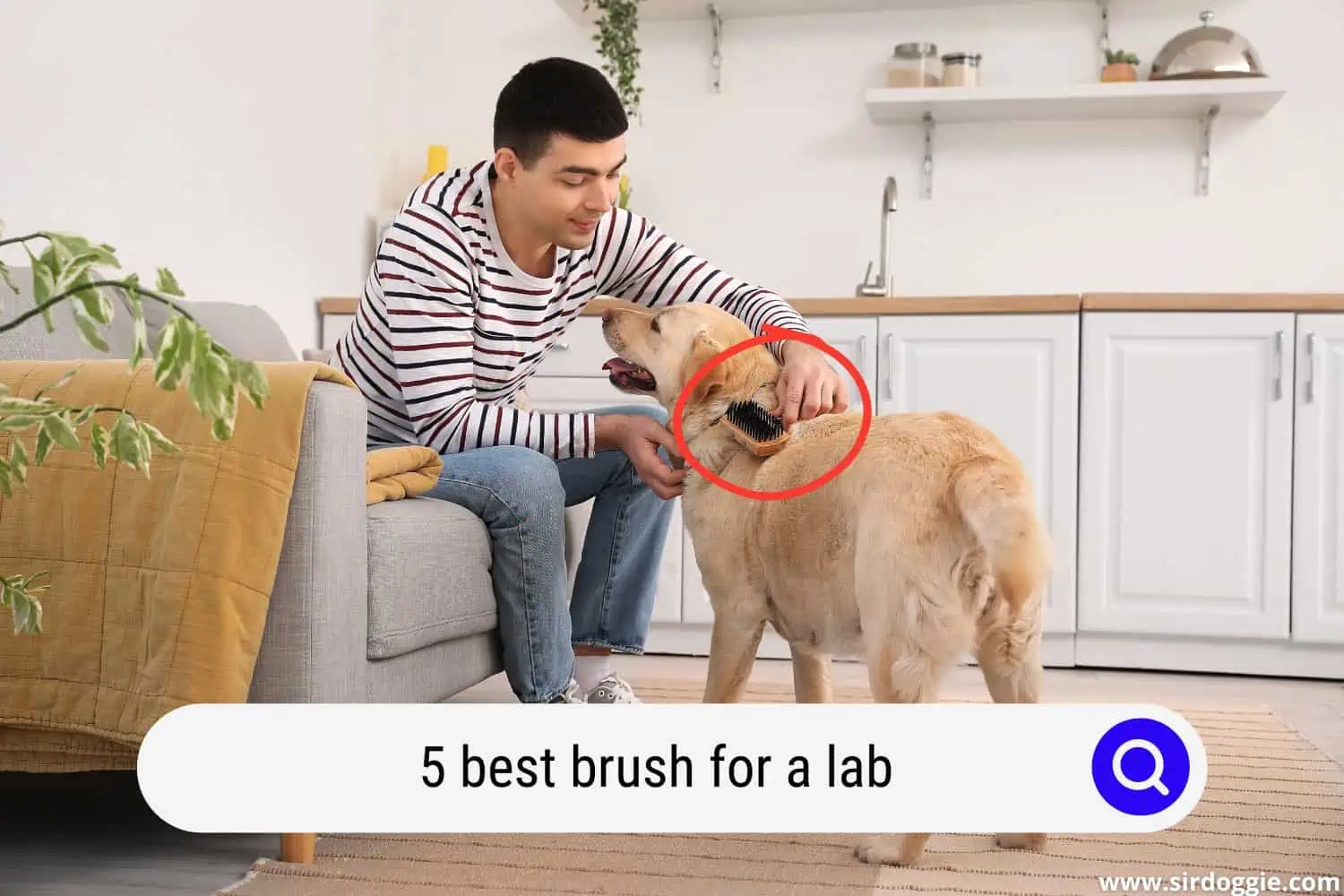 A pet owner brushing his lab dog hair