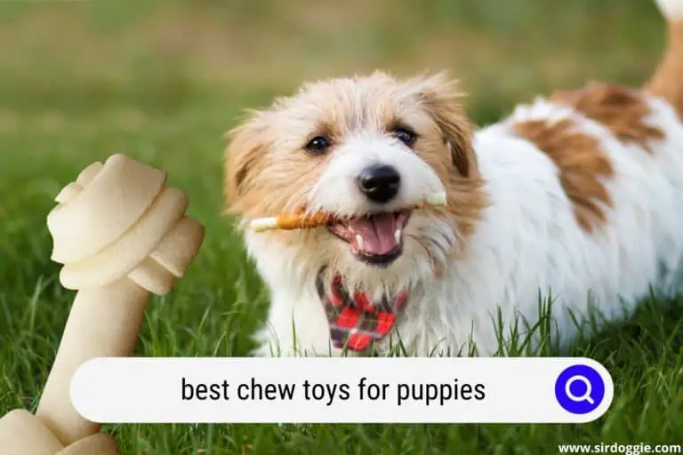 7 Best Chew Toys For Puppies