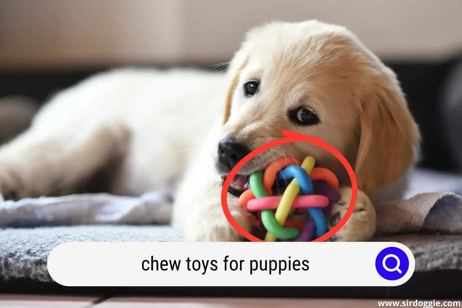 A cute puppy chewing/playing his toy