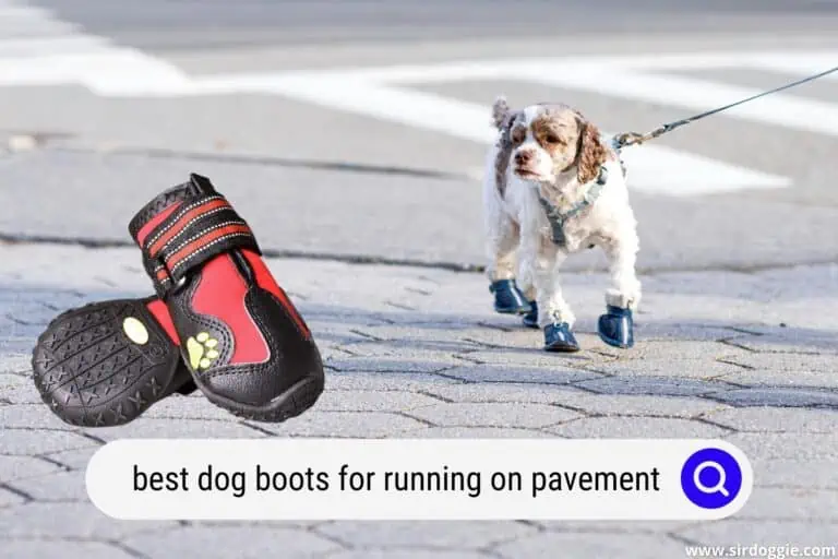 Best Dog Boots for Running on Pavement (5 Protective Pairs)