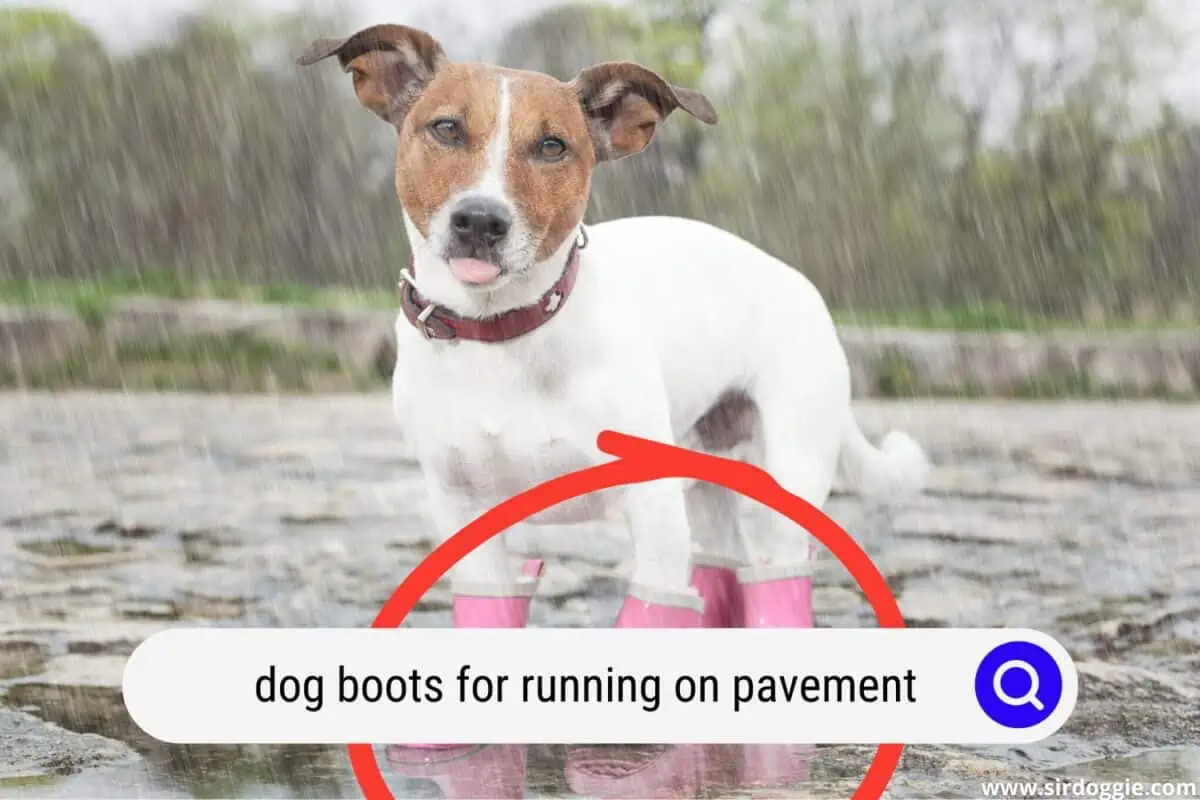 A dog wearing pink dog boots on a rainy day