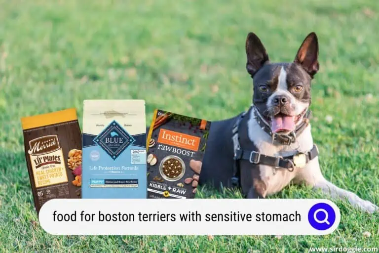 Best Dog Food For Boston Terriers With Sensitive Stomachs