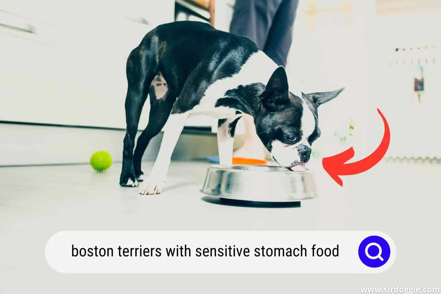 A Boston Terrier dog with sensitive stomach eating food