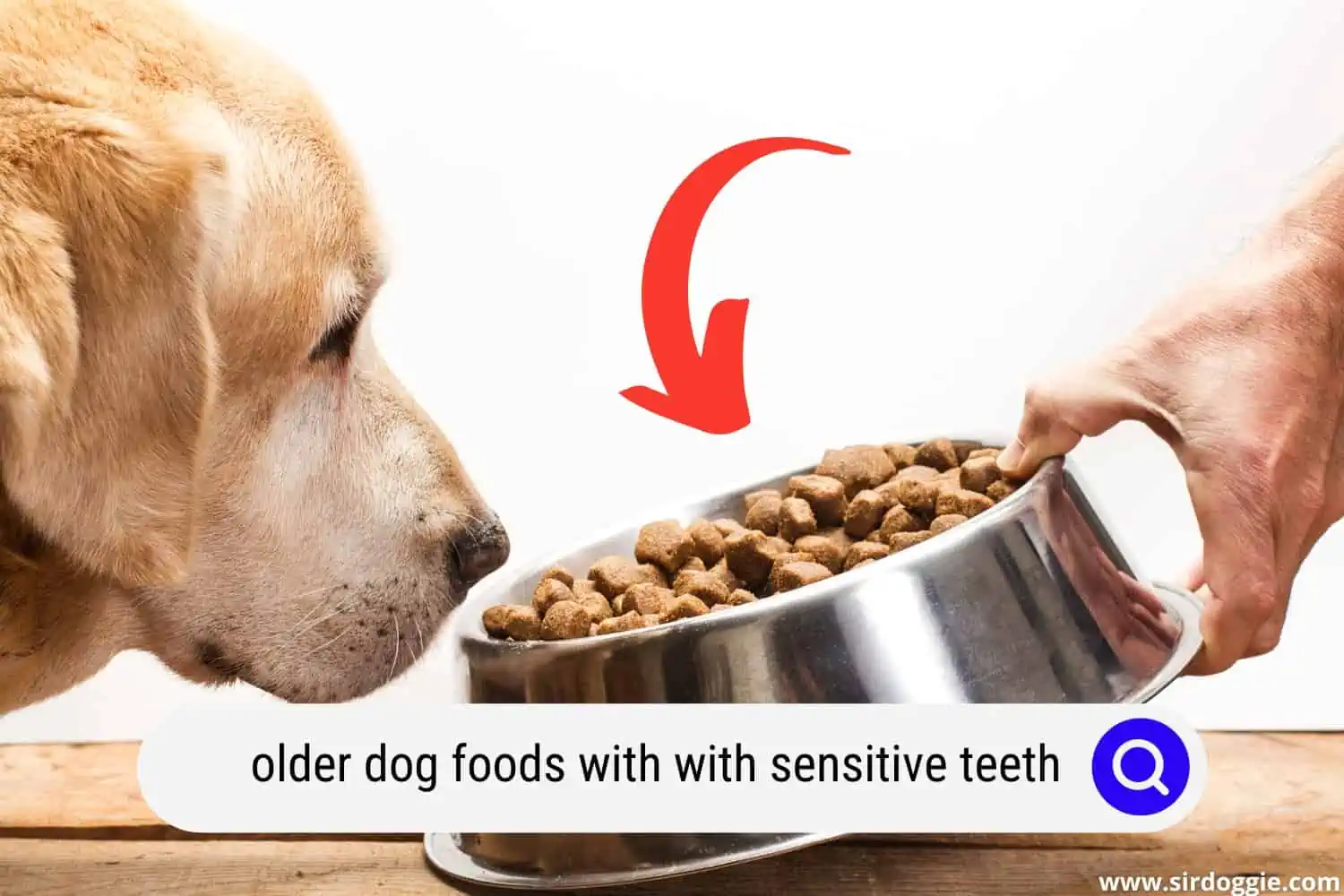 Old dog smelling dog food in a dog bowl