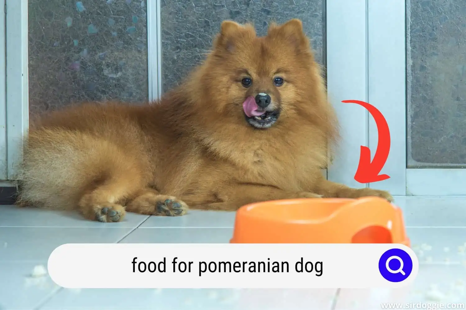 Pomeranian lying down while looking on food bowl