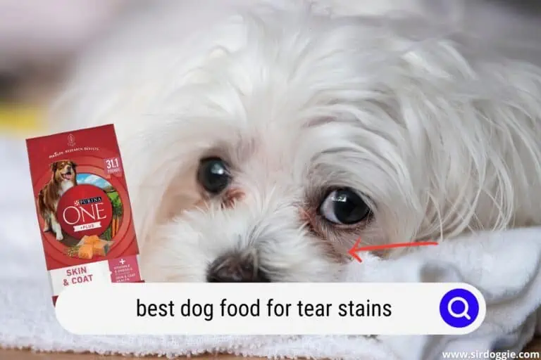 Best Dog Food for Tear Stains: Our Top Picks