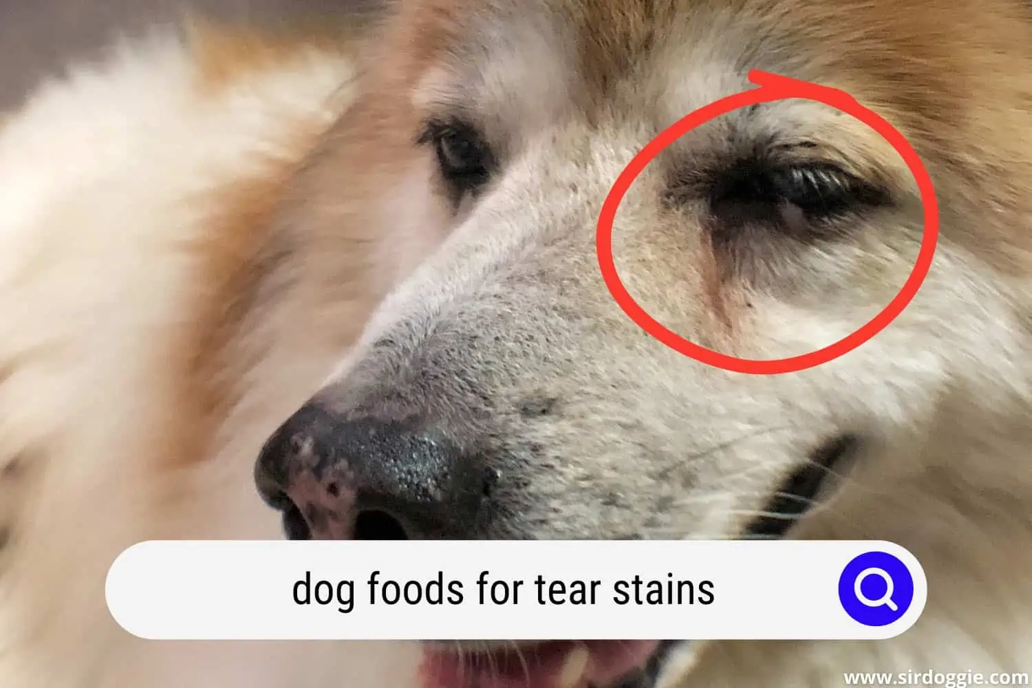 dog with tear stains