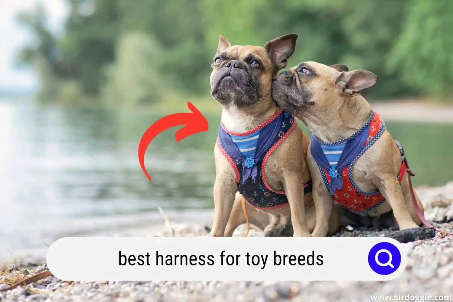 best harnesses toy breeds
