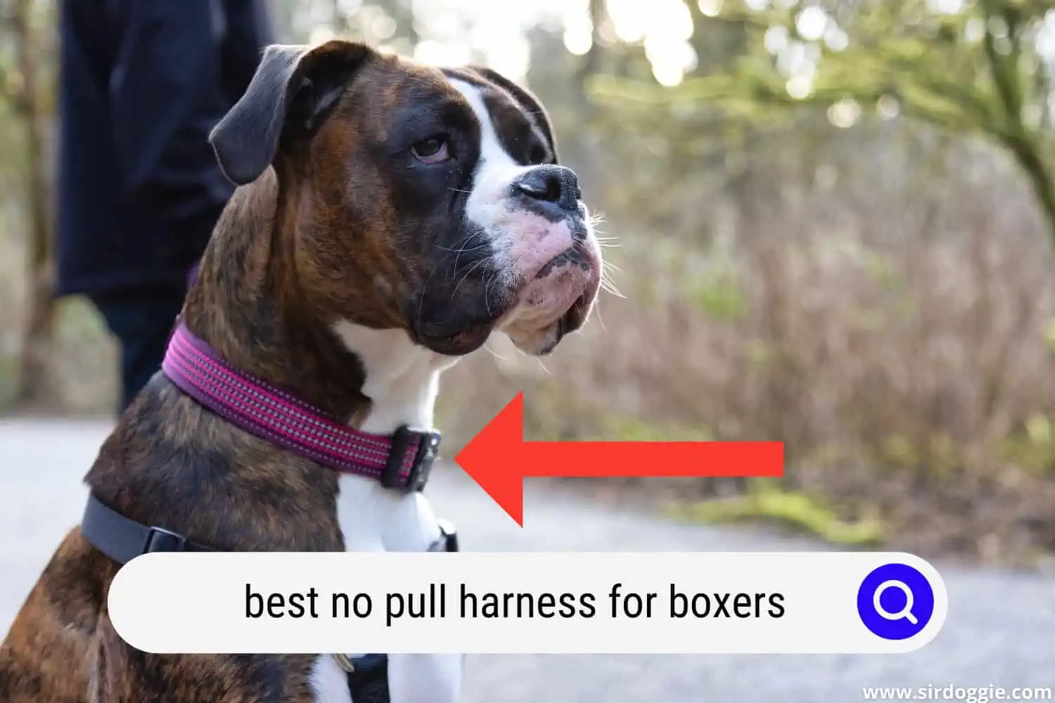 best no pull harness for boxers