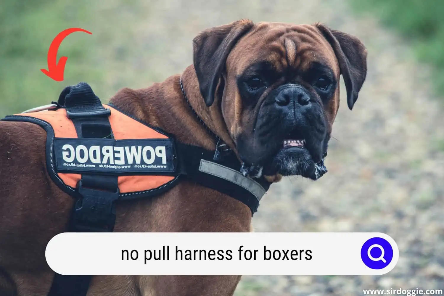 A boxer dog wearing no pull harness