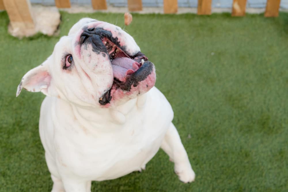 white english bulldog standing up with mouth open waiting for dog treat