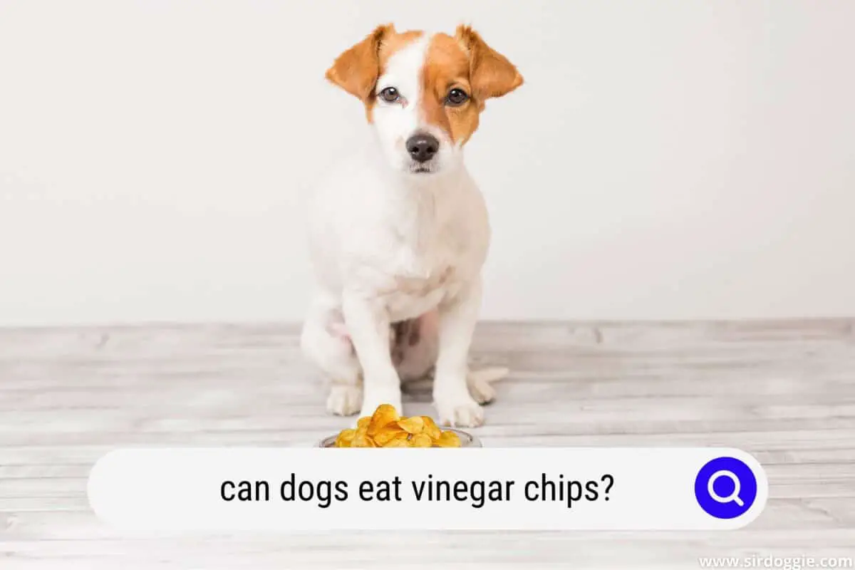 Can Dogs Eat Vinegar Chips