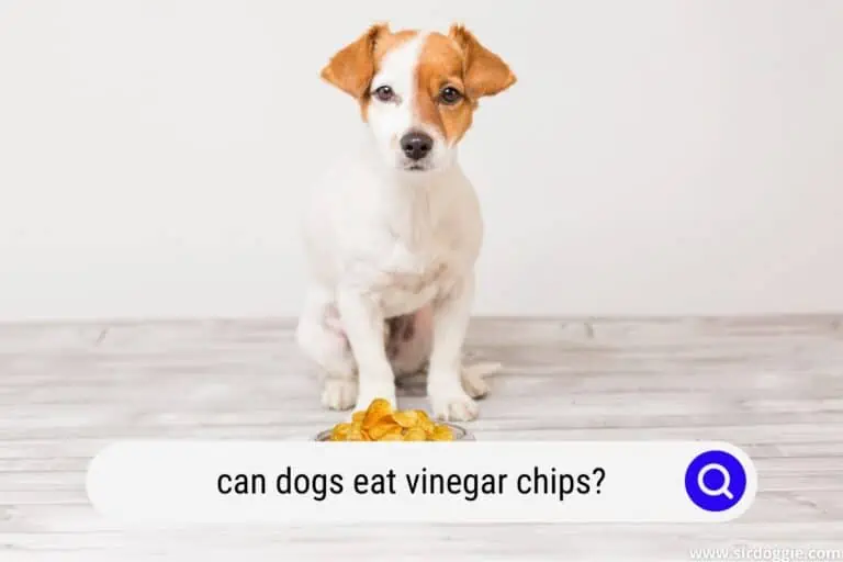 Can Dogs Eat Vinegar Chips? (Complete and Thorough Analysis)
