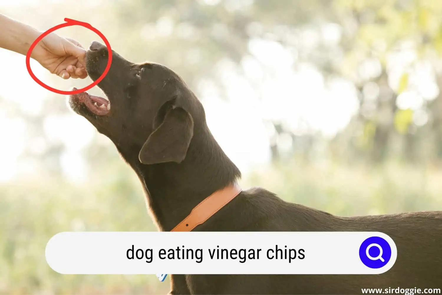 A pet owner feeding his dog a vinegar chips