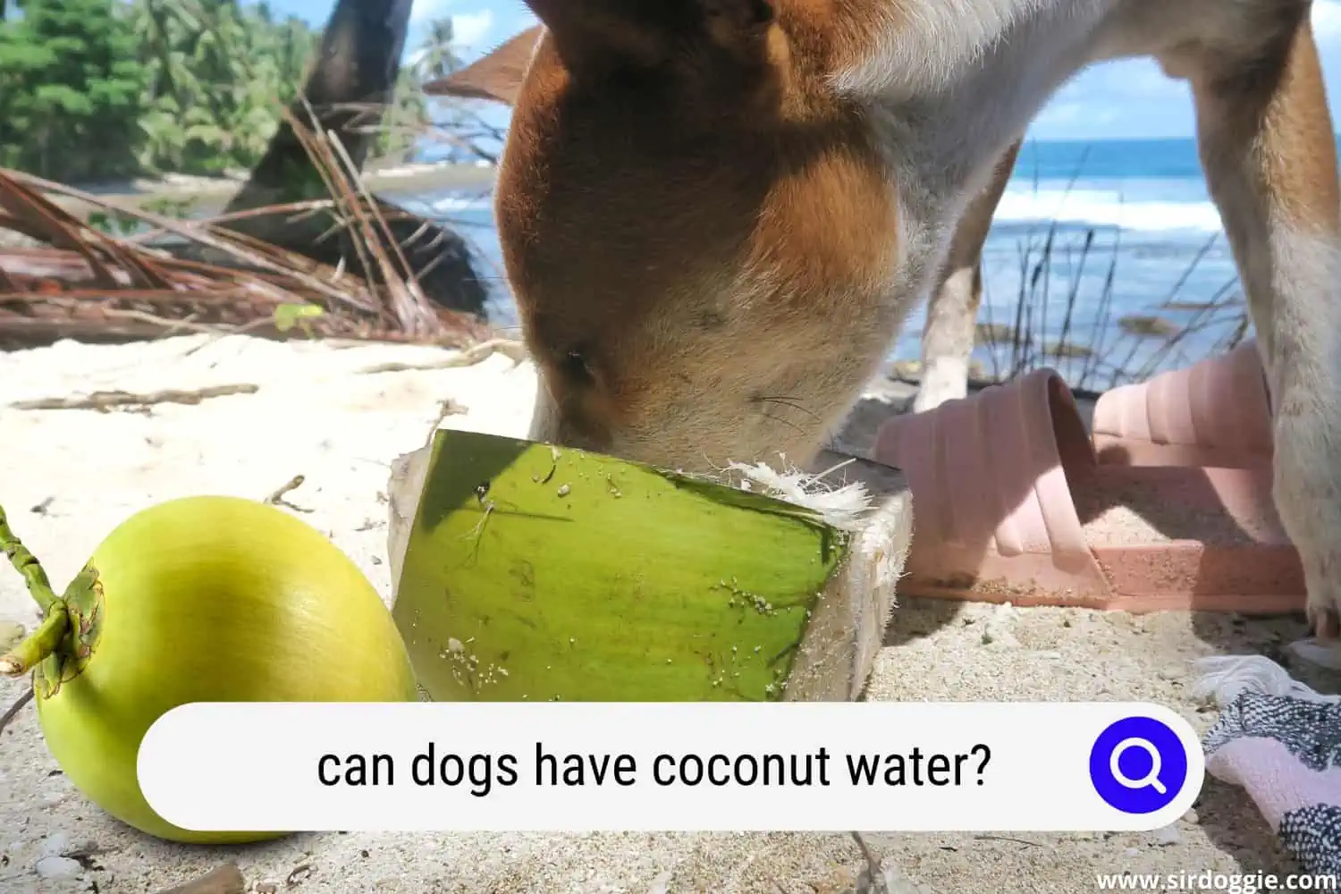 can dogs have coconut water