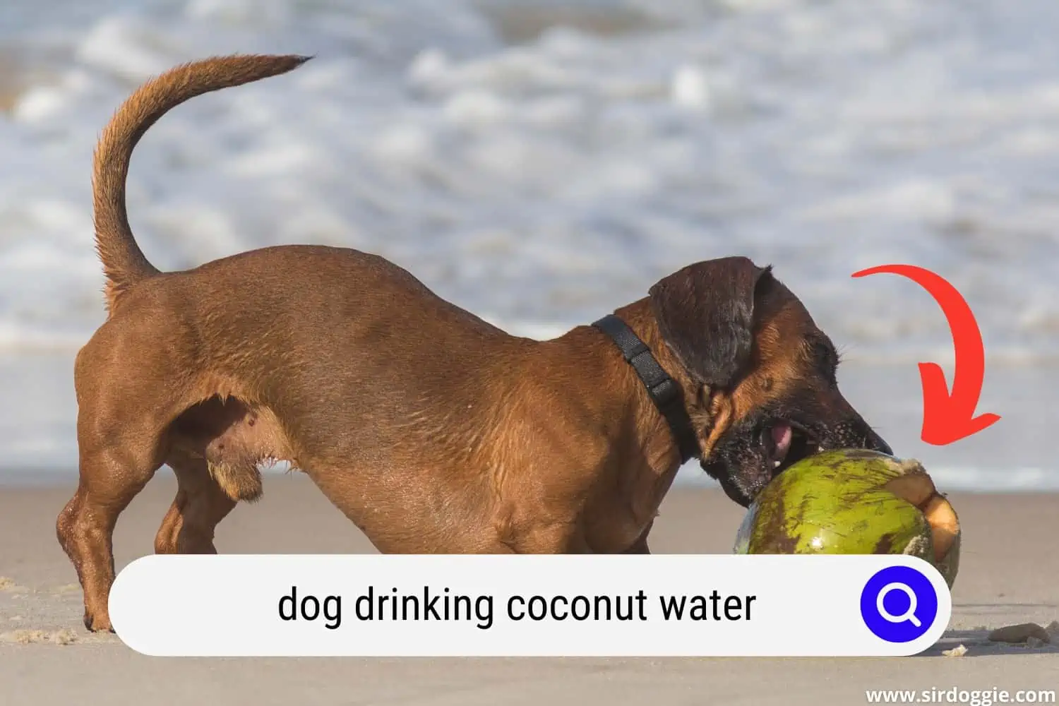 A dog trying to open coconut