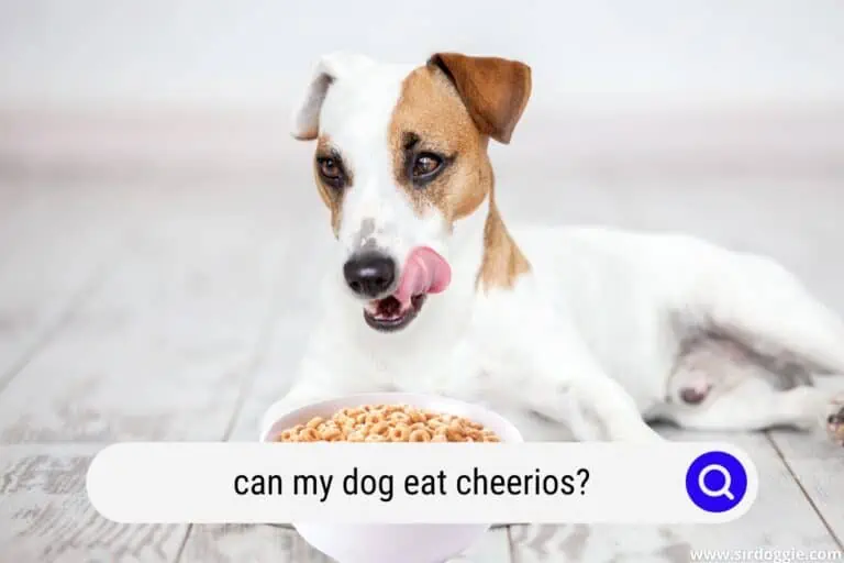 Can My Dog Eat Cheerios? (Safety and Nutrition Facts)