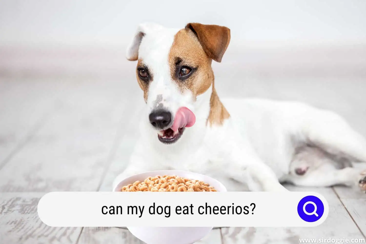 can my dog eat cheerios