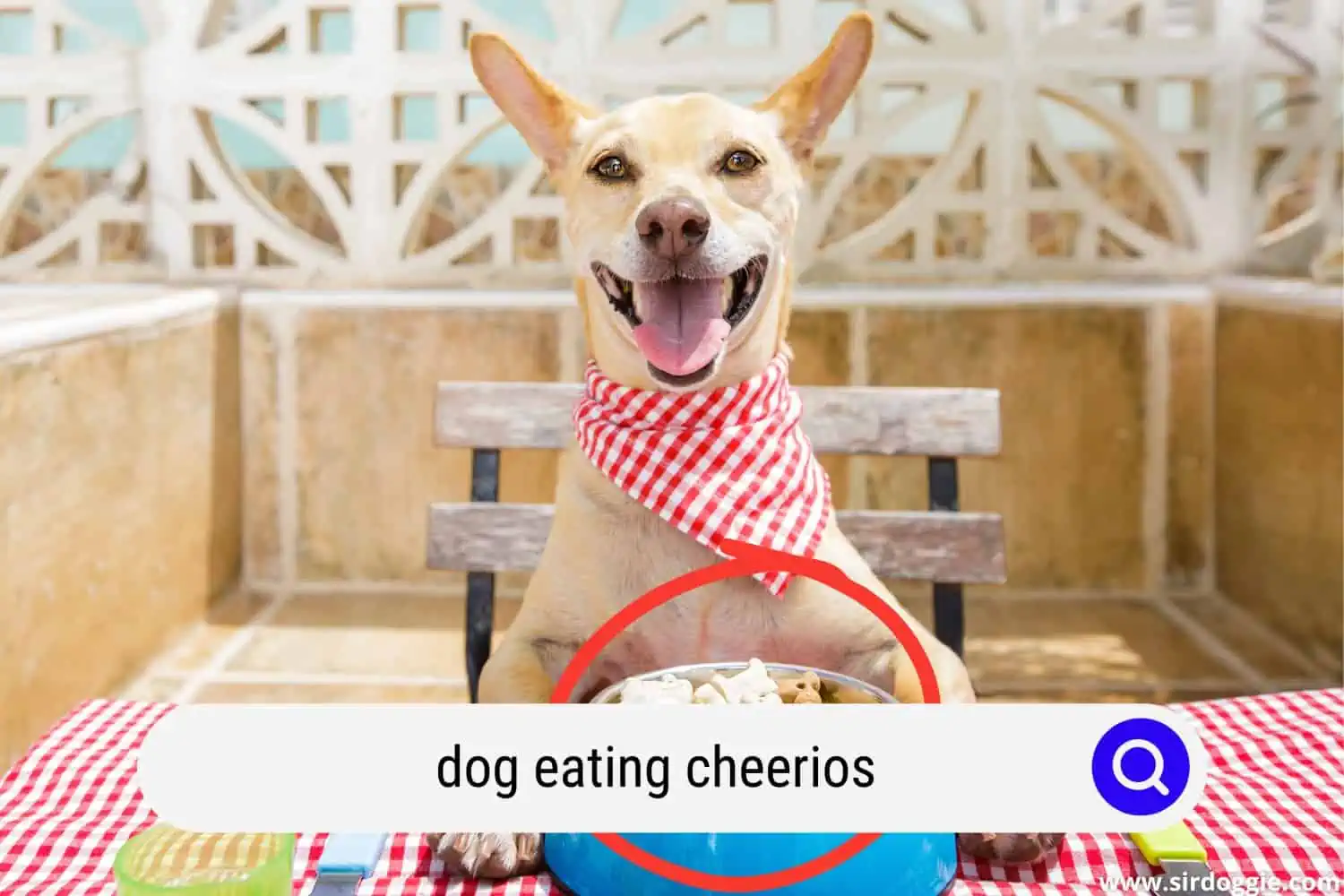 happy dog ready to eat cheerios