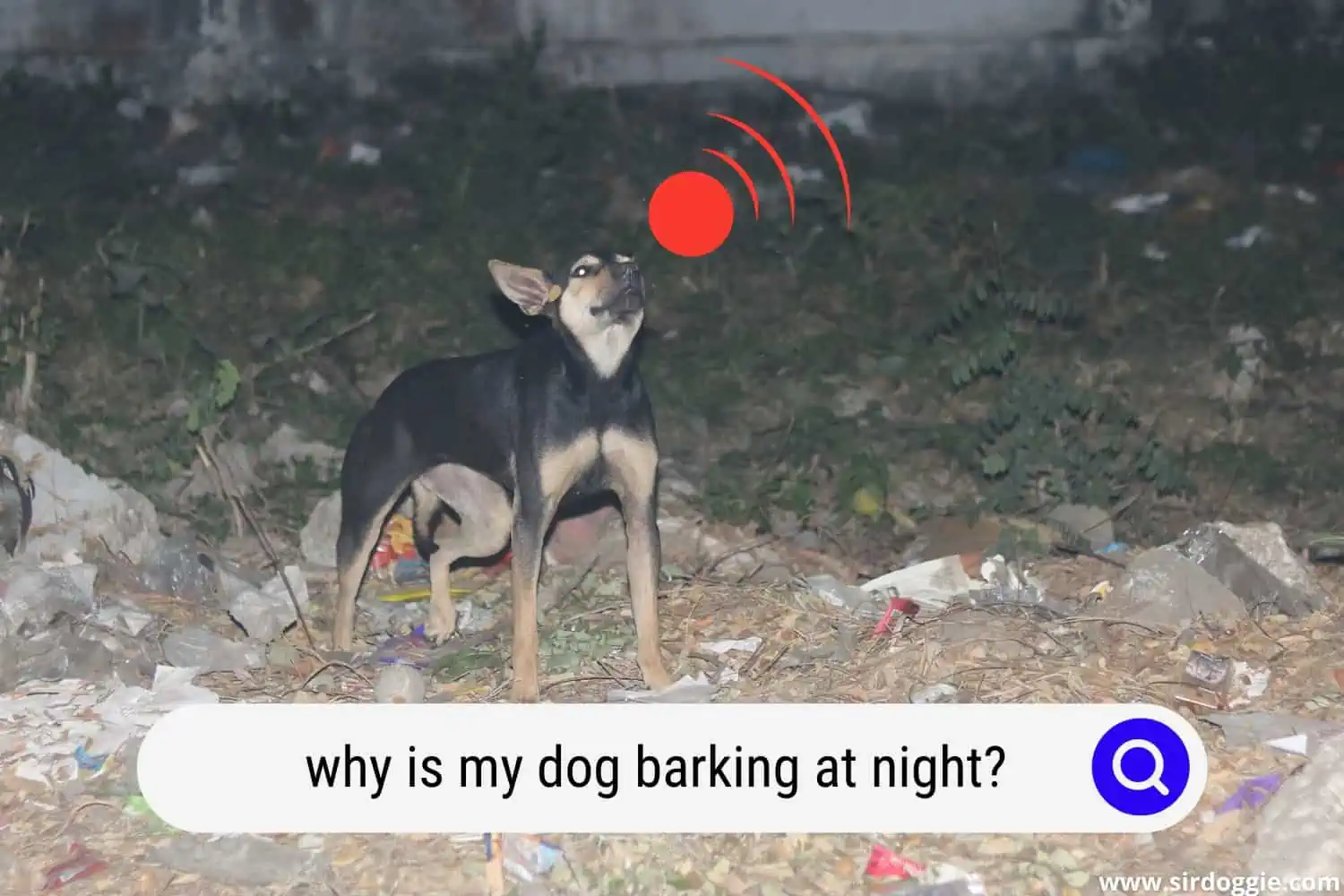 A dog barking at night