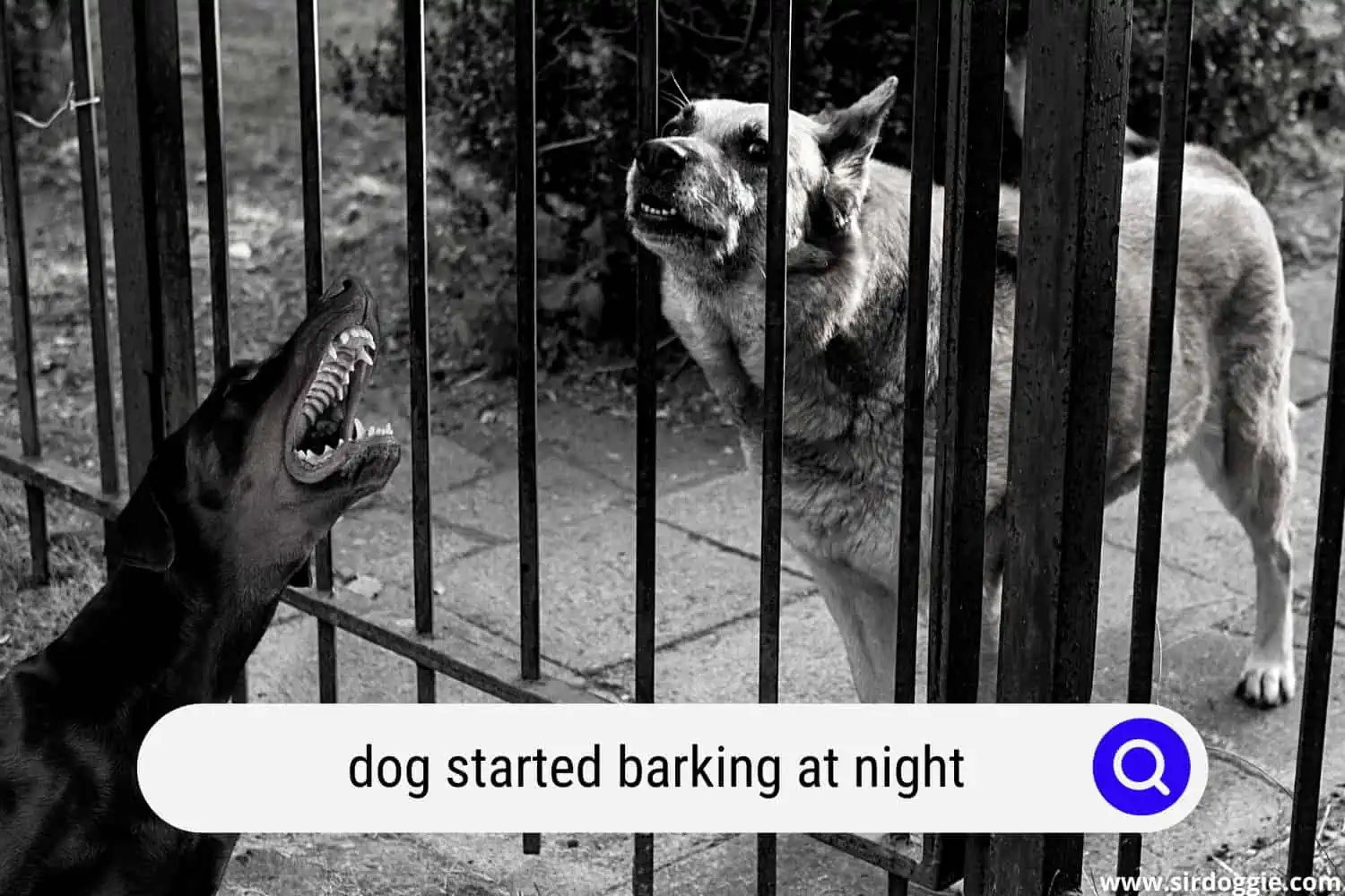 dog started barking at night