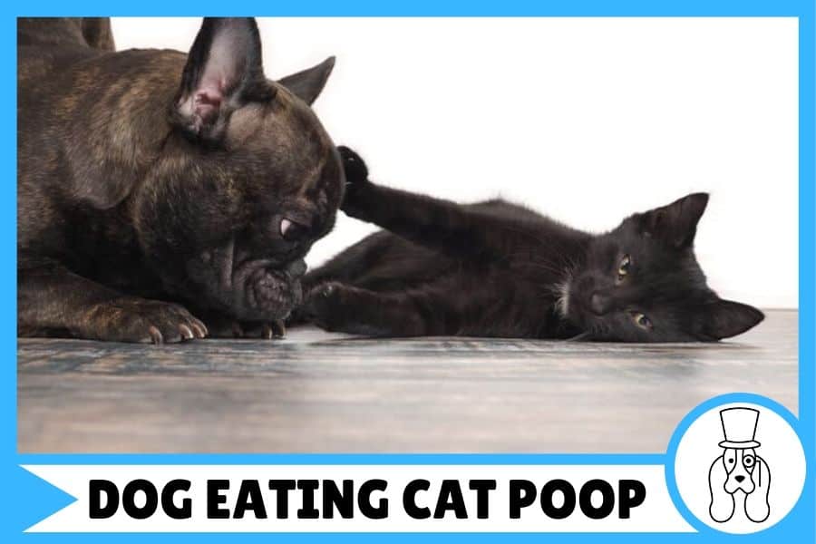 how to stop dog eating cat poop from litter tray