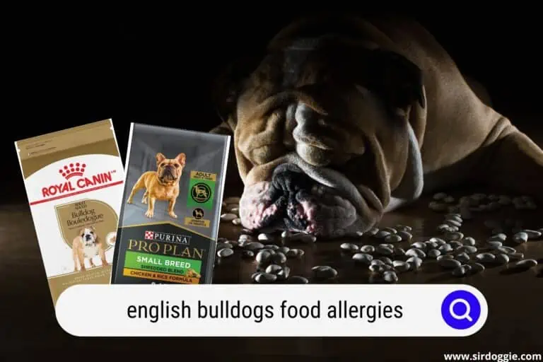 The Best Dog Food for English Bulldogs With Skin Allergies