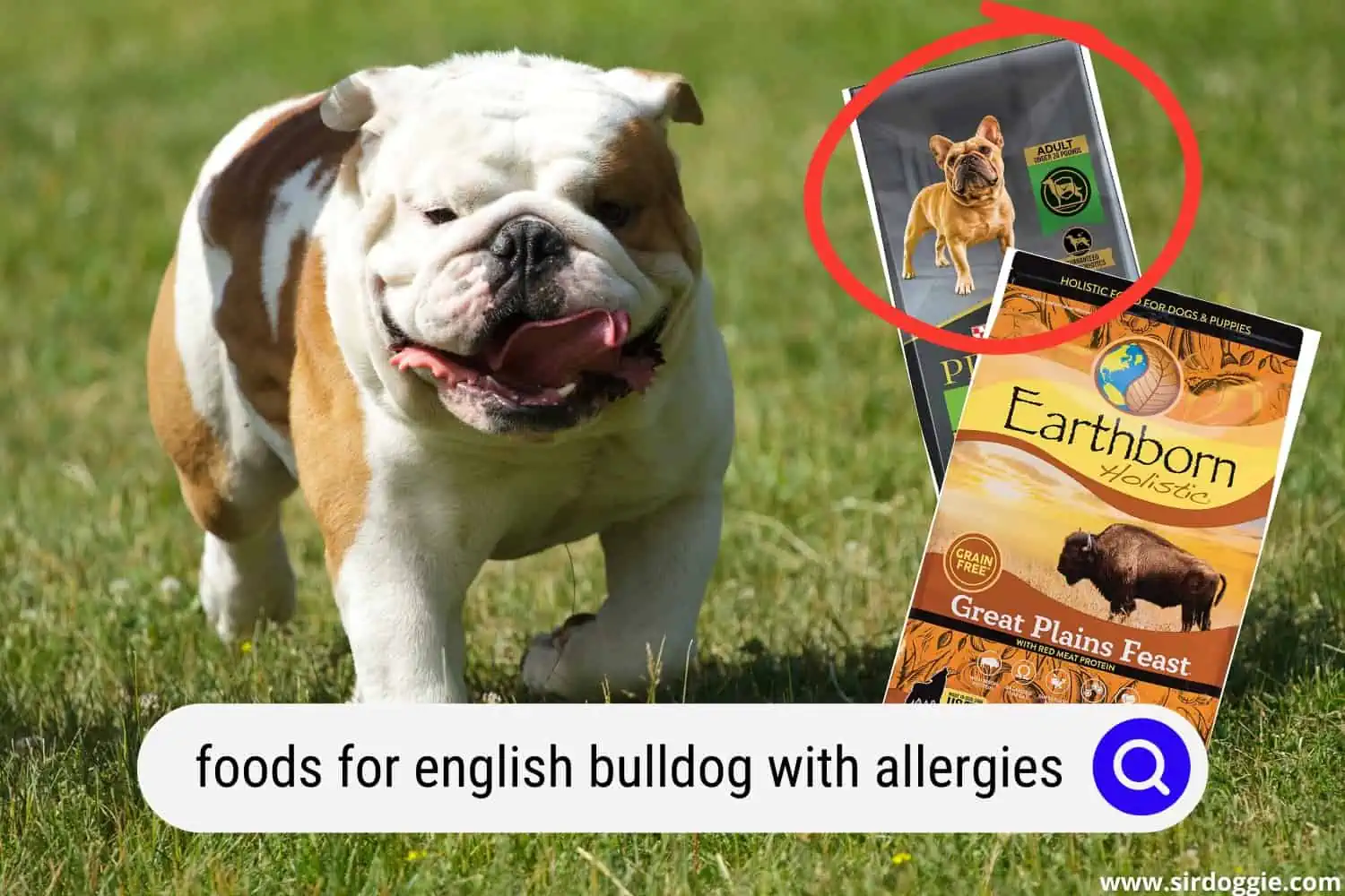 foods for english bulldog with allergies