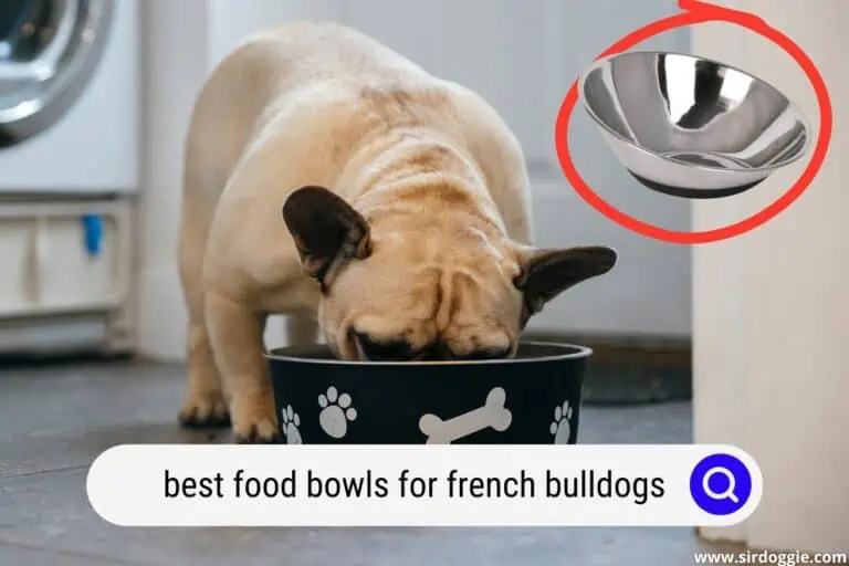 Best Food Bowls for French Bulldogs (5 Specialized Models)
