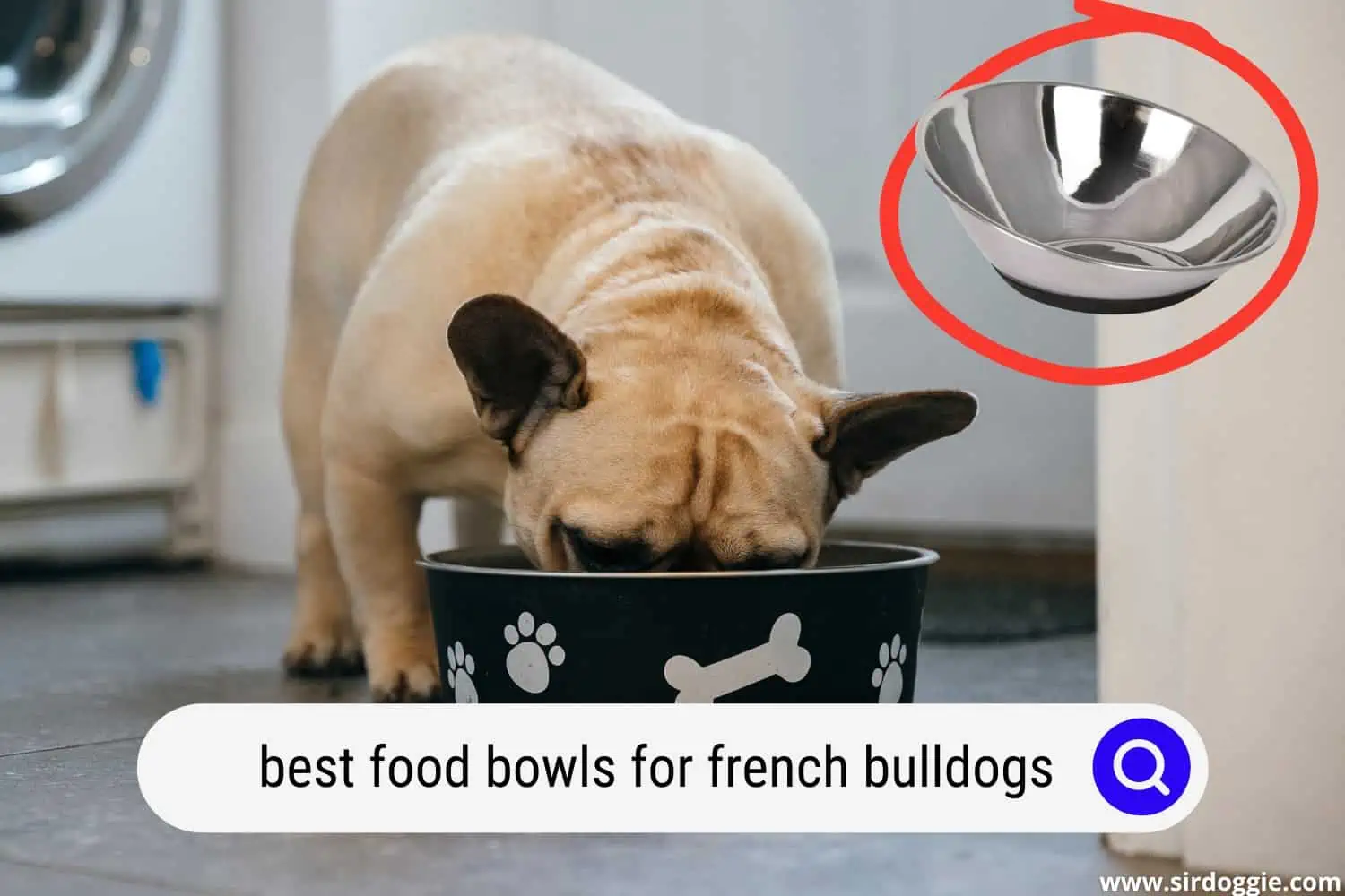 best food bowls for french bulldogs