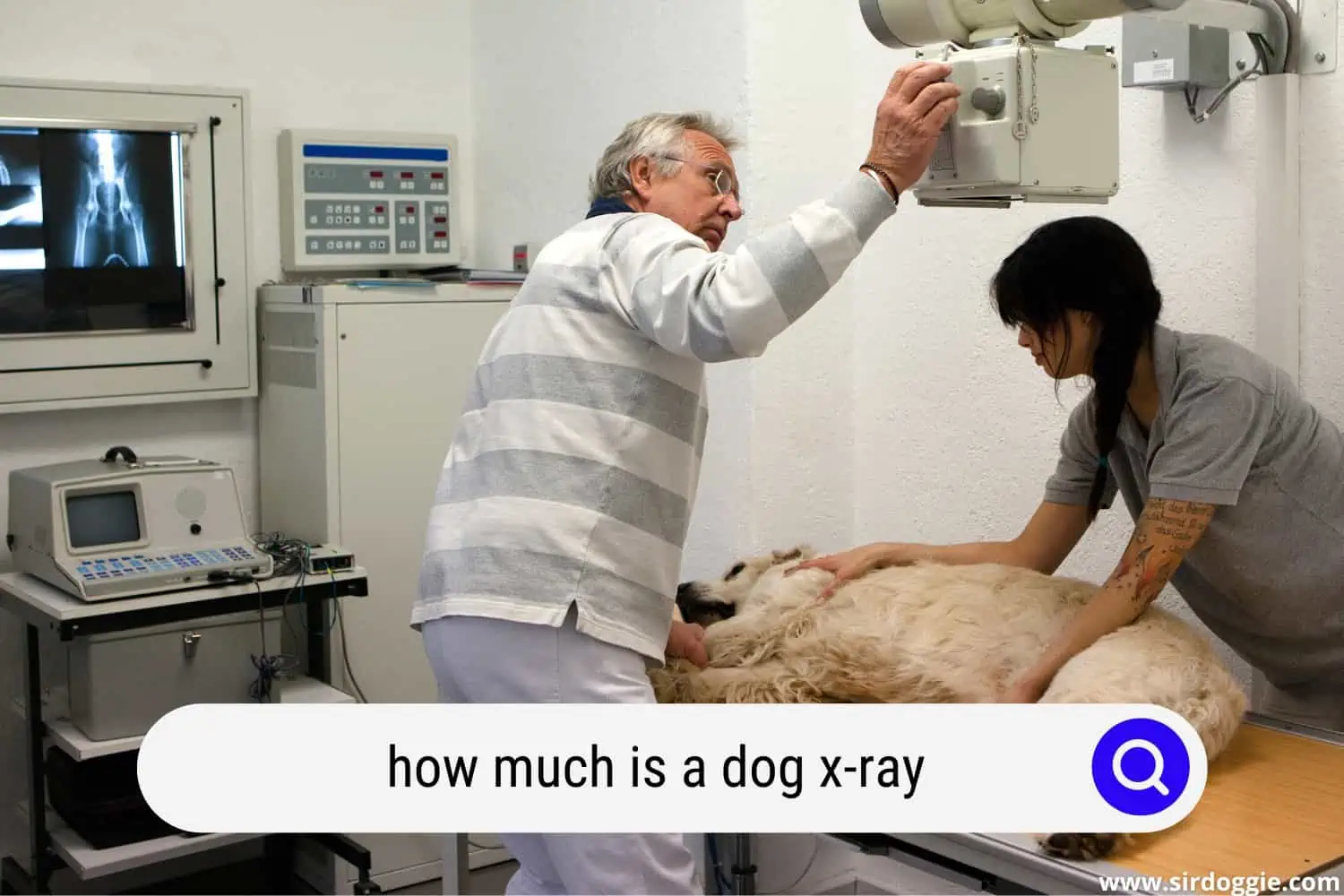 how much is a dog x-ray