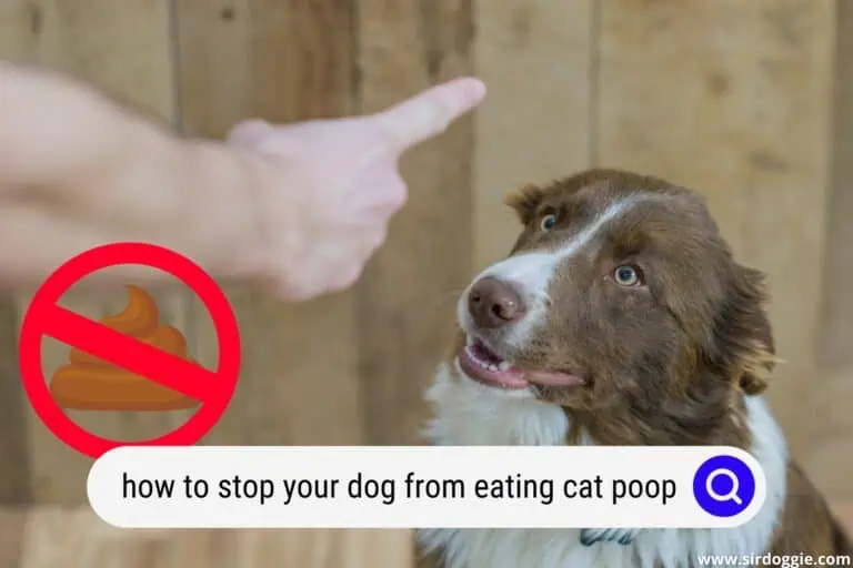 How To Stop Your Dog From Eating Cat Poop Outside For Good