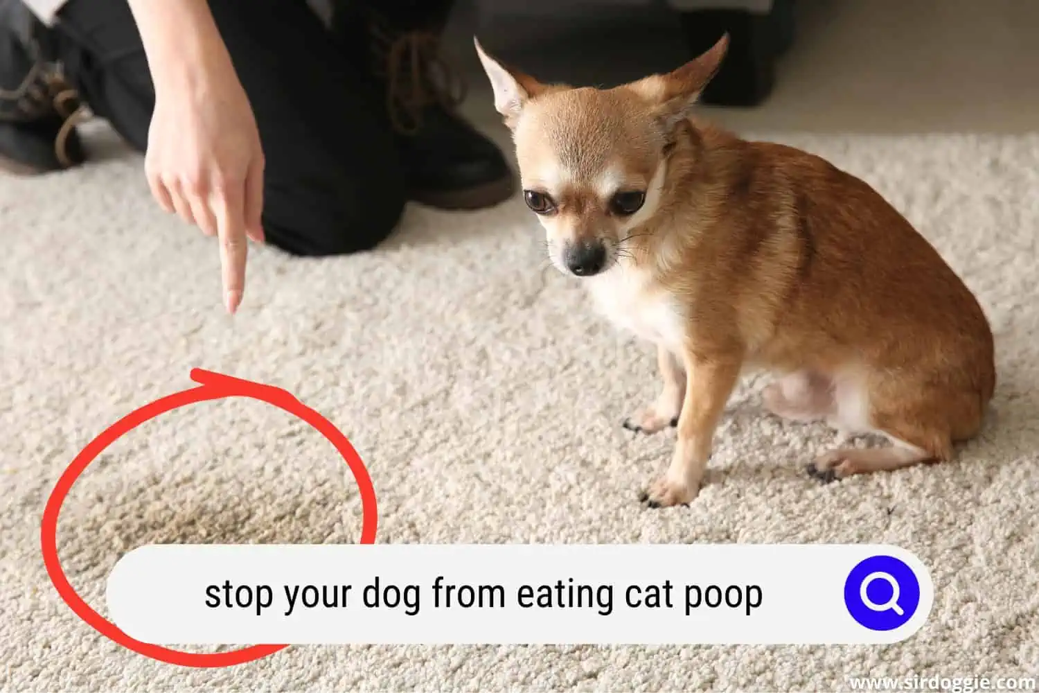 A pet owner scolding his dog for eating cat poop
