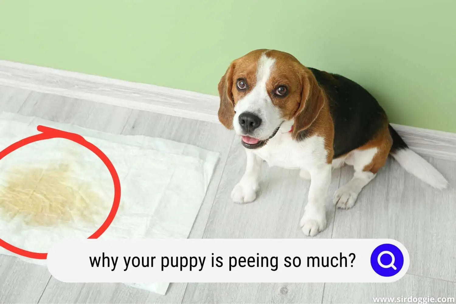 puppy peeing so much